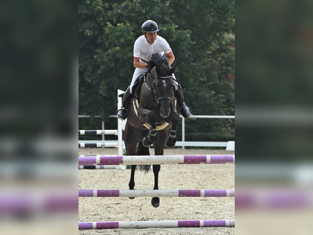 Sang-chaud tchèque Jument 5 Ans 166 cm Bai in Opalice