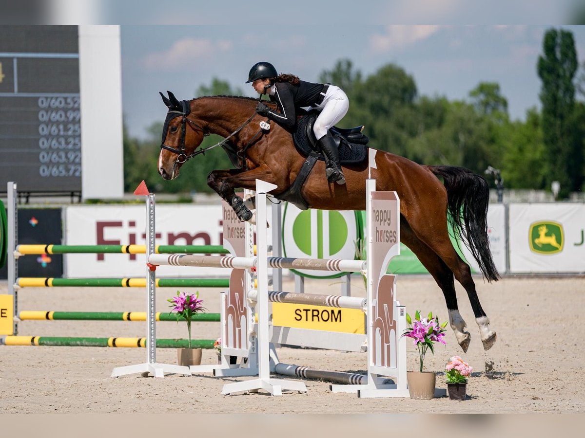 Sang-chaud tchèque Jument 5 Ans 175 cm Bai in Sobeslav