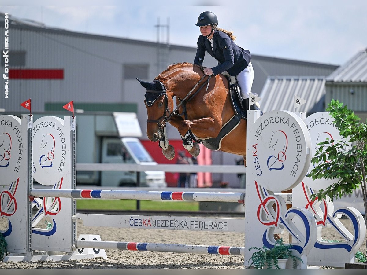 Sang-chaud tchèque Jument 6 Ans 175 cm Alezan brûlé in Bohumín Záblatí