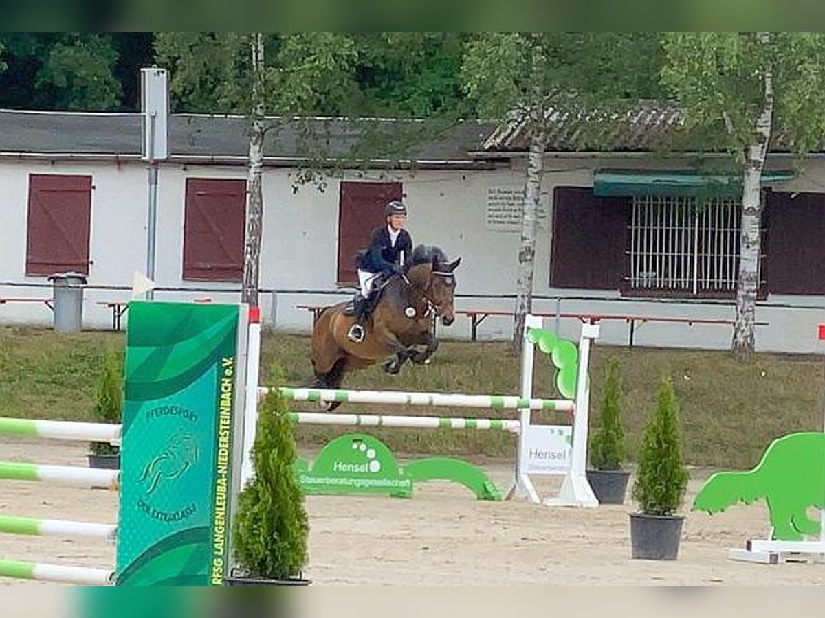 Sang-chaud tchèque Jument 7 Ans 163 cm Bai in Neustadt in Sachsen