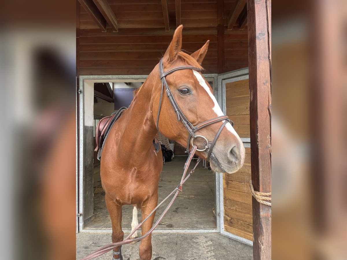 Sang-chaud tchèque Jument 8 Ans 165 cm Alezan brûlé in Prostejov