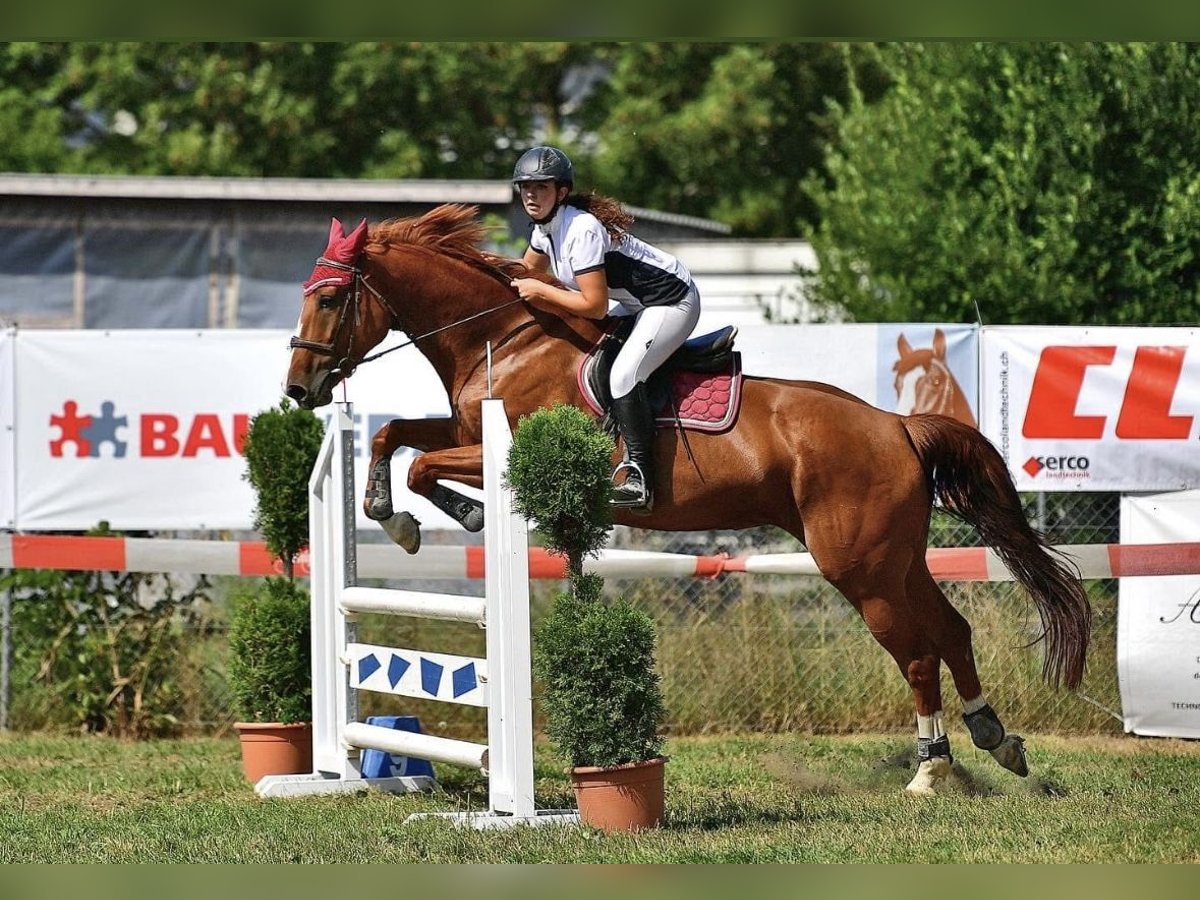 Sang-chaud tchèque Jument 8 Ans 168 cm Alezan in Oltingen