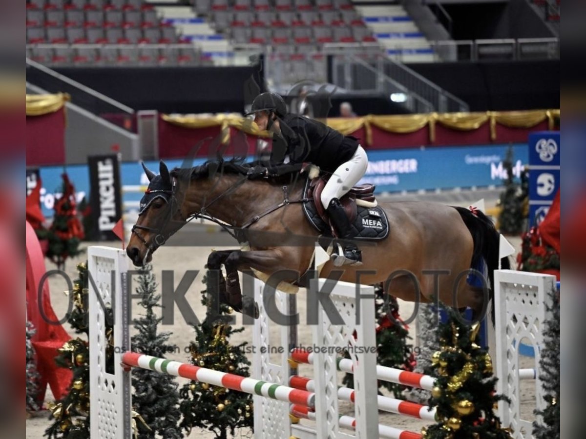 Sang-chaud tchèque Jument 8 Ans 168 cm Bai in Heilbronn