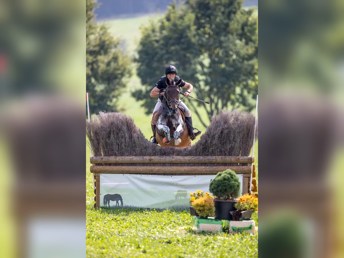 Sang-chaud tchèque Jument 9 Ans 163 cm Bai in Mo&#x159;kov