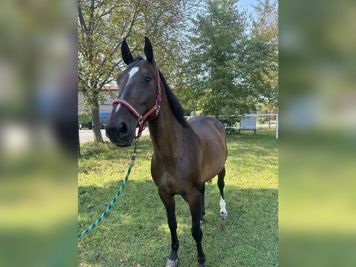 Sang-chaud tchèque Jument 9 Ans Bai cerise in Ostrava