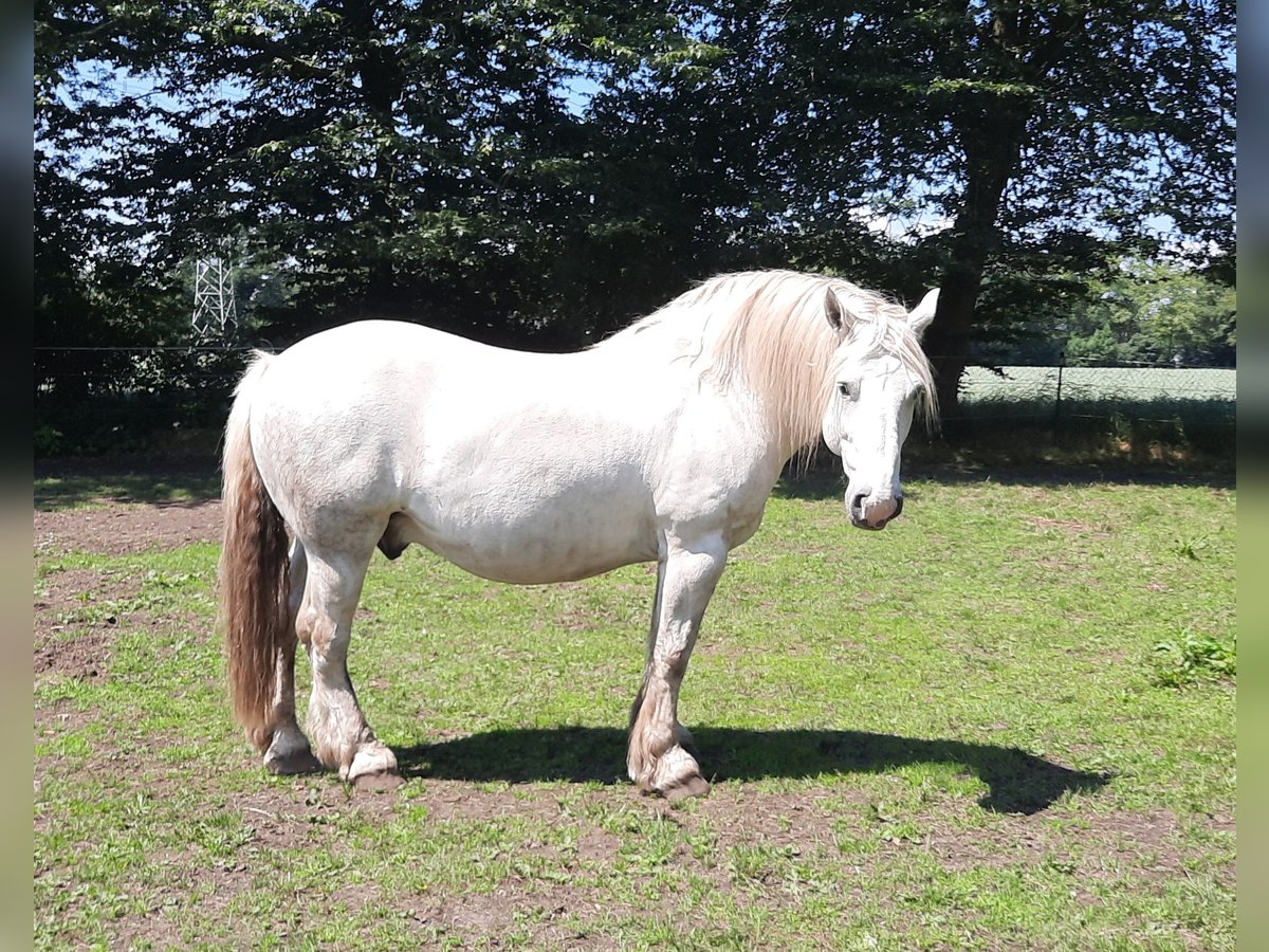 Sang de charrette polonais Hongre 11 Ans 160 cm Gris in Norderstedt