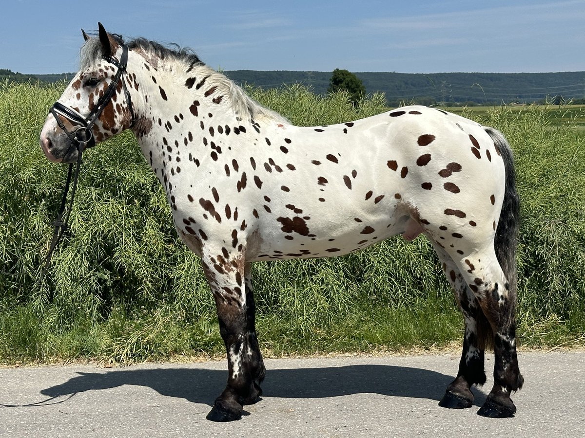 Sang de charrette polonais Croisé Hongre 3 Ans 155 cm Léopard in Riedlingen