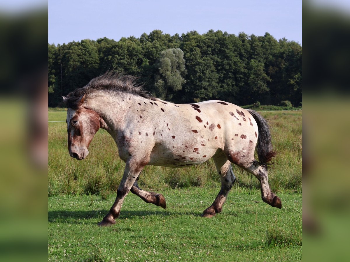 Sang de charrette polonais Croisé Hongre 7 Ans 165 cm Léopard in Brandenburg an der Havelg