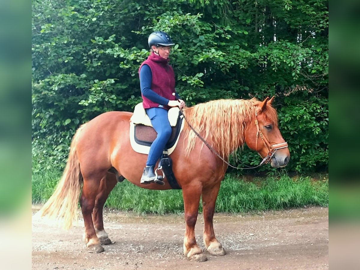 Sang de charrette polonais Hongre 8 Ans 155 cm Alezan in Weil