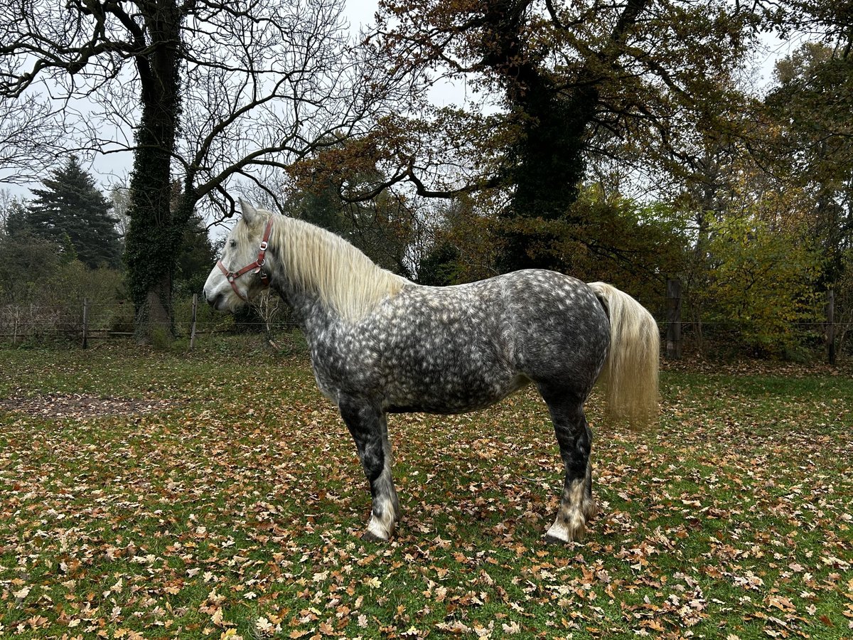 Sang de charrette polonais Jument 5 Ans 155 cm Gris in Woltersdorf