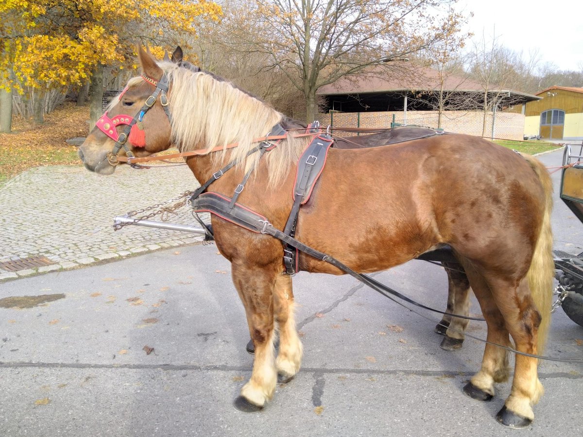 Sang de charrette polonais Jument 5 Ans 162 cm Alezan in Kamenz