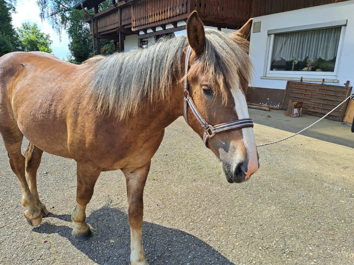 Sang froid allemand rhénan Étalon 1 Année Bai in Sulz am Neckar