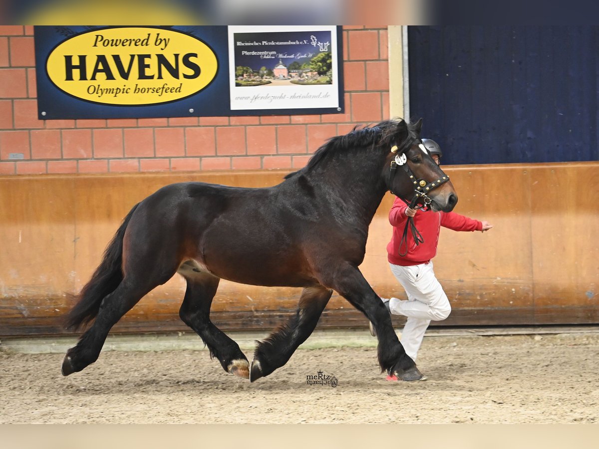 Sang froid allemand rhénan Étalon 2 Ans 162 cm Bai brun in Ruppichteroth