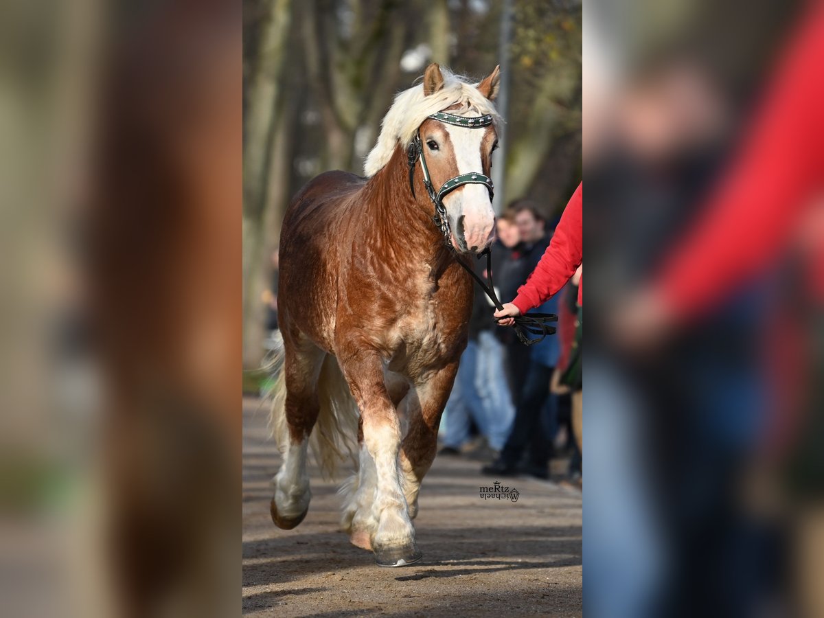 Sang froid allemand rhénan Étalon 2 Ans 164 cm Alezan in Ruppichteroth
