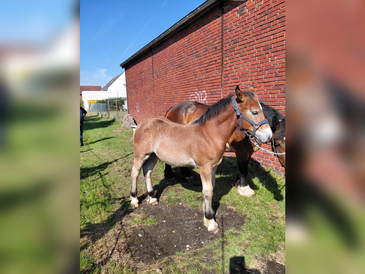 Sang froid allemand rhénan Étalon Poulain (07/2025) in Sendenhorst