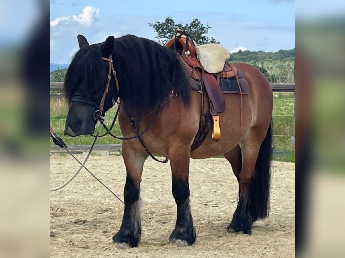 Sang froid allemand rhénan Hongre 16 Ans 160 cm Bai in H&#xFC;nstetten