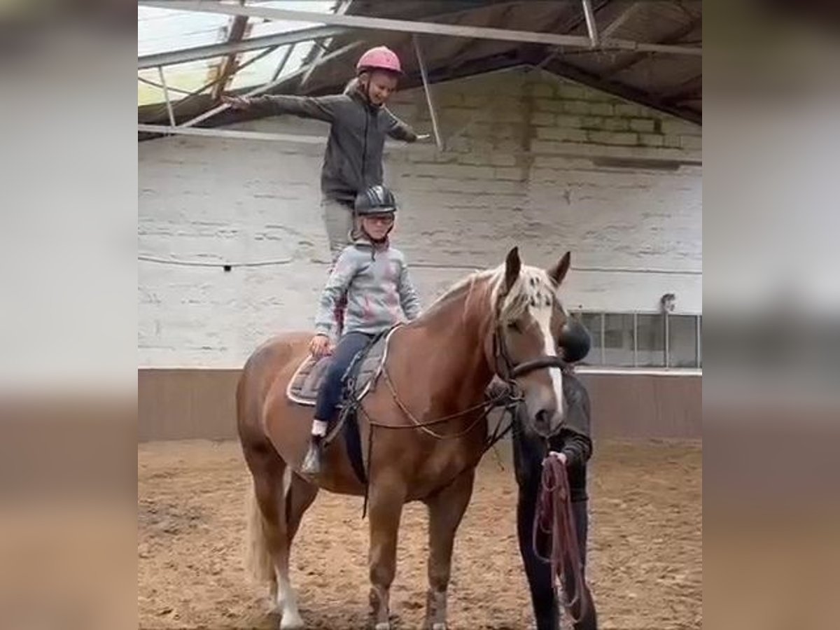 Sang froid allemand rhénan Hongre 5 Ans 169 cm Alezan brûlé in Braunschweig