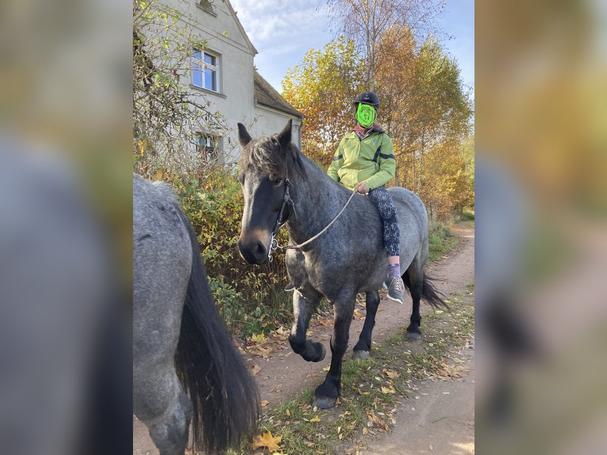 Sang froid allemand rhénan Croisé Jument 12 Ans 155 cm Rouan Bleu in Wiesenburg