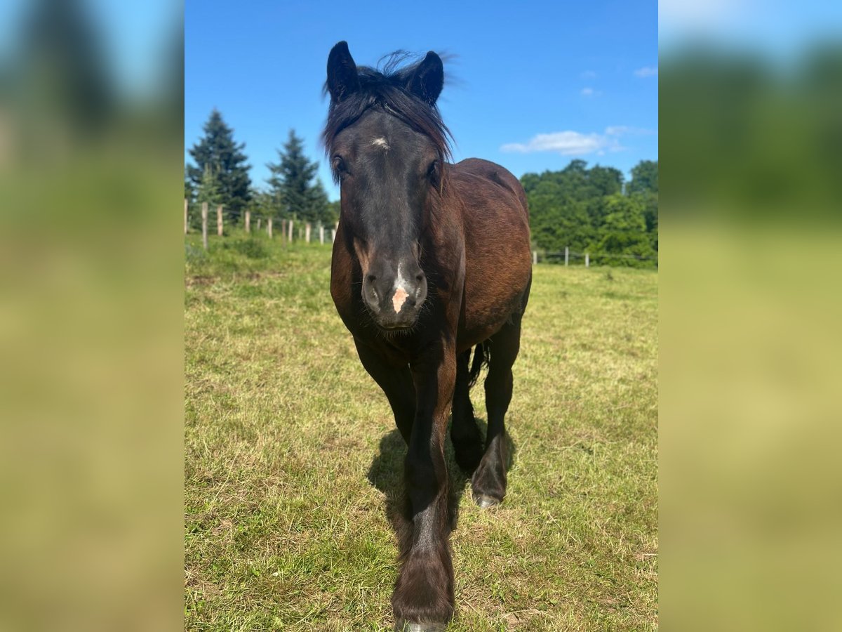 Sang froid allemand rhénan Jument 2 Ans in K&#xFC;rten