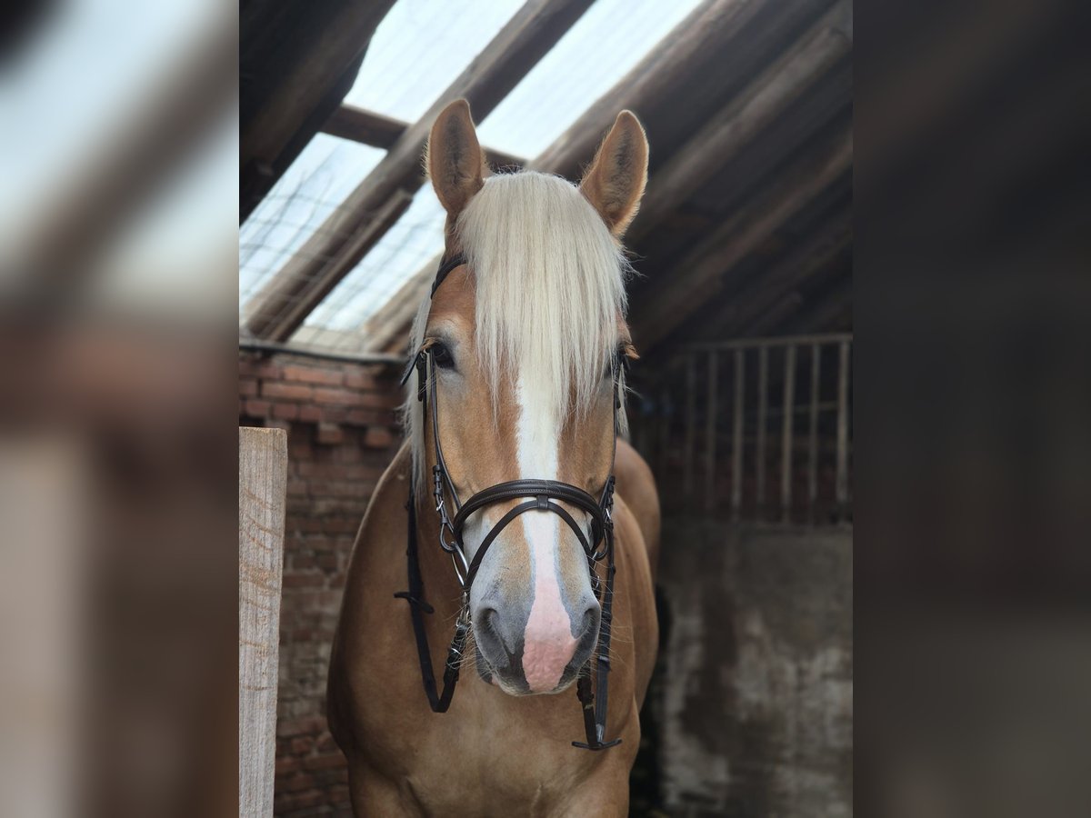 sang froid néerlandais Hongre 6 Ans 165 cm Alezan in Nieuwe Pekela