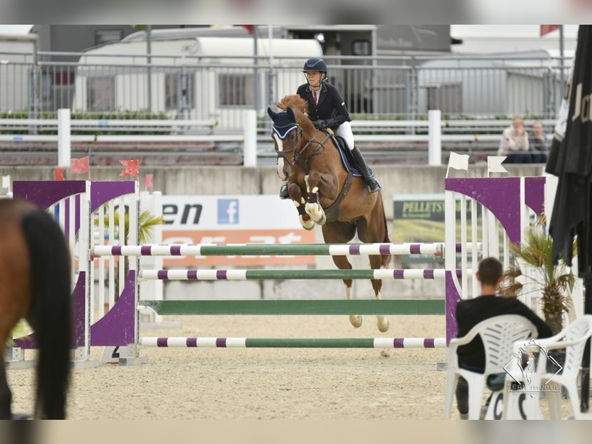 sangre caliente belga Caballo castrado 10 años 167 cm Alazán in Loiching