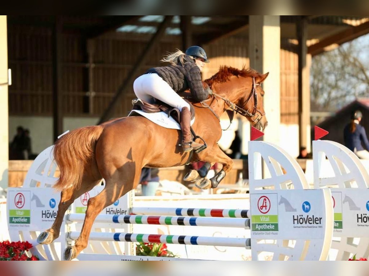 sangre caliente belga Caballo castrado 10 años 174 cm Alazán in Bad Wurzach