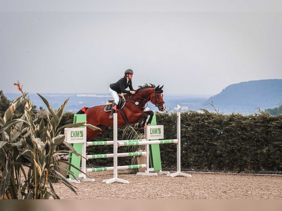 sangre caliente belga Caballo castrado 12 años 170 cm Castaño in Beckingen