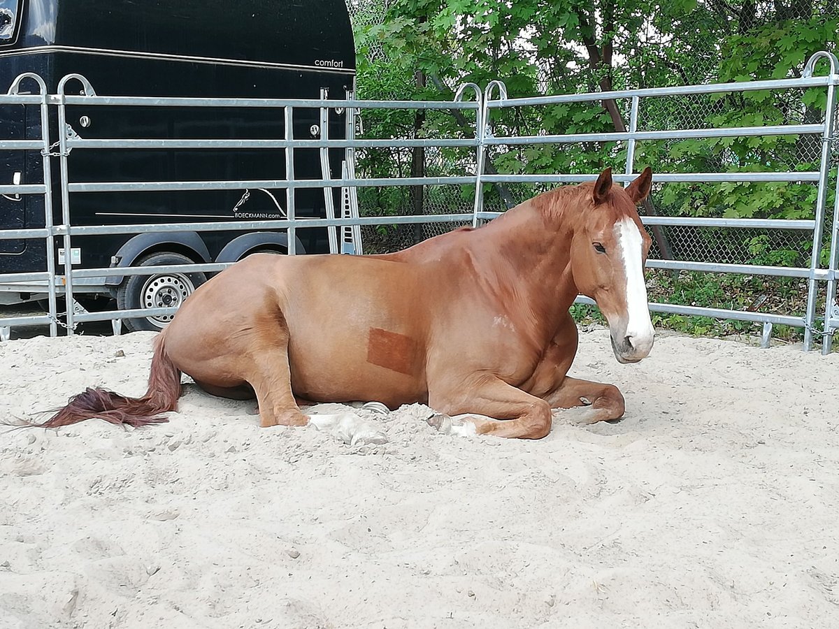 sangre caliente belga Caballo castrado 19 años 180 cm Alazán in Brieselang