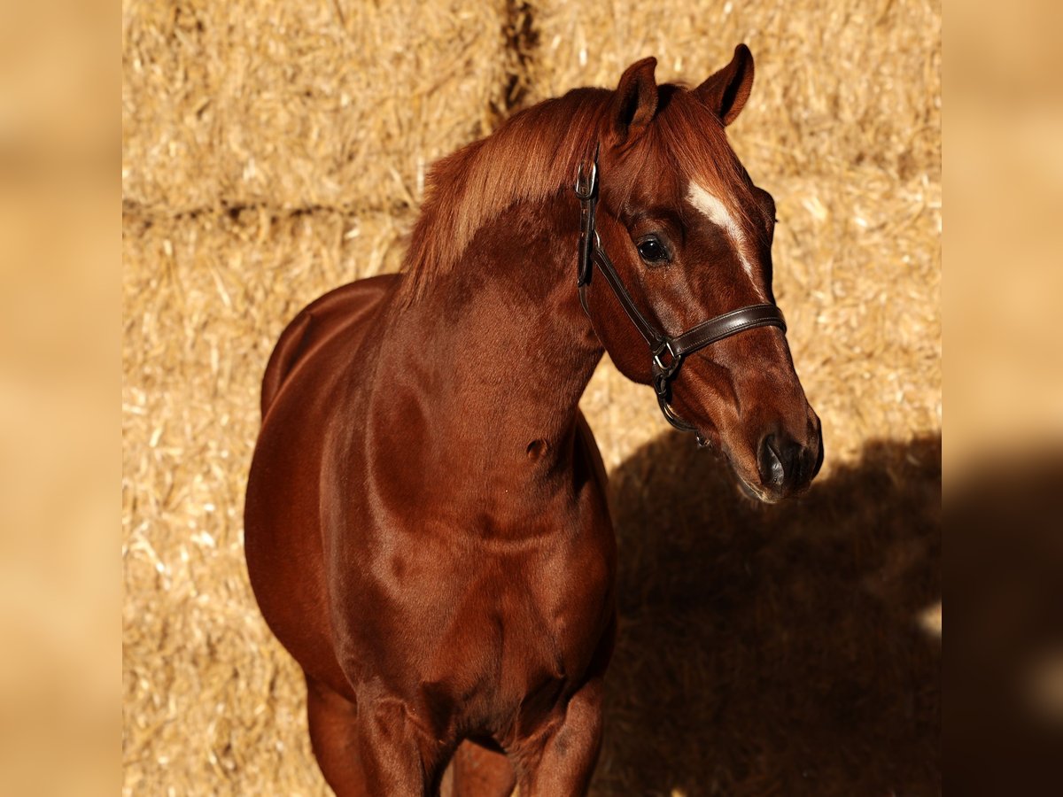 sangre caliente belga Caballo castrado 2 años 163 cm Alazán-tostado in Moergestel