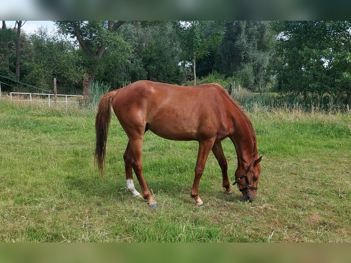 sangre caliente belga Caballo castrado 3 años 163 cm Alazán in Nazareth-De Pinte