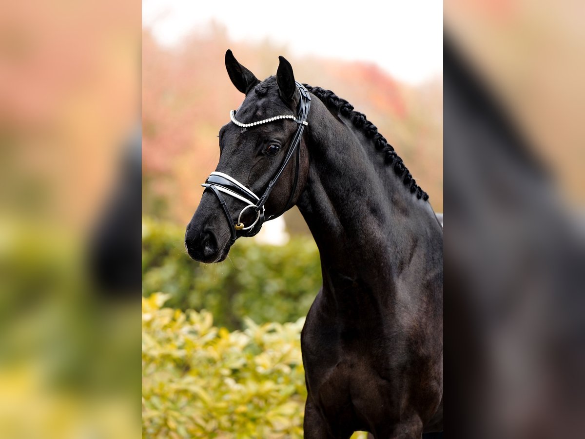 sangre caliente belga Caballo castrado 3 años 168 cm Negro in Schüttorf