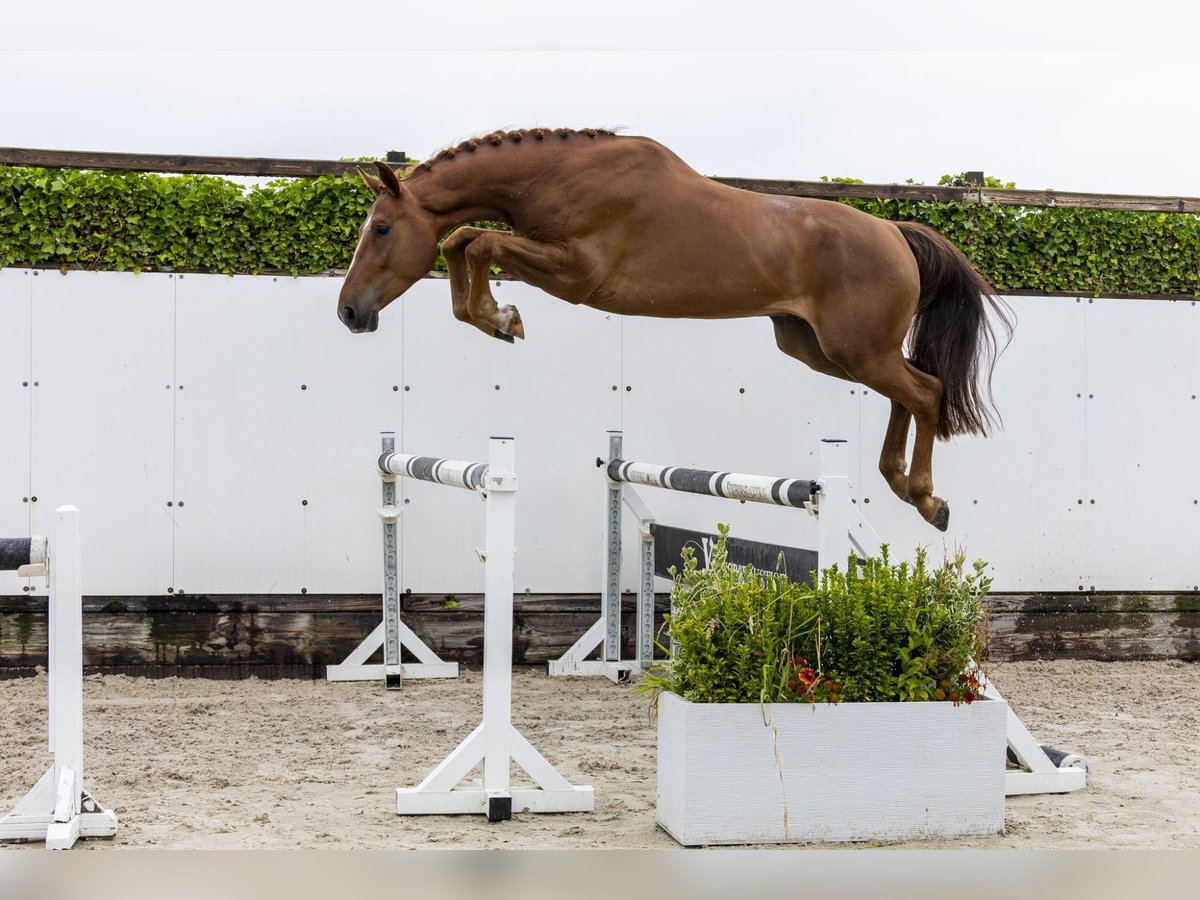 sangre caliente belga Caballo castrado 4 años 168 cm Alazán in Waddinxveen