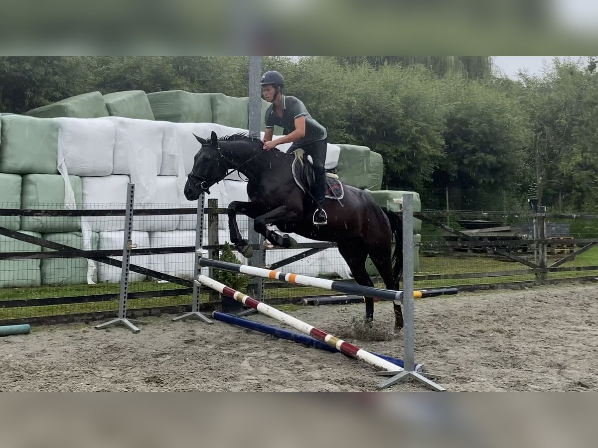 sangre caliente belga Caballo castrado 4 años 170 cm Negro in Oosterzele