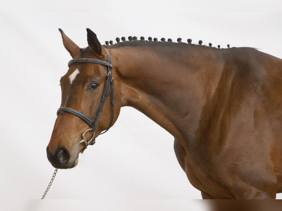 sangre caliente belga Caballo castrado 4 años 172 cm Castaño claro in Lainate