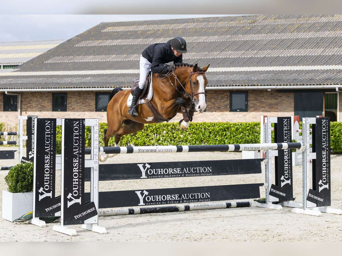 sangre caliente belga Caballo castrado 5 años 161 cm Castaño in Waddinxveen