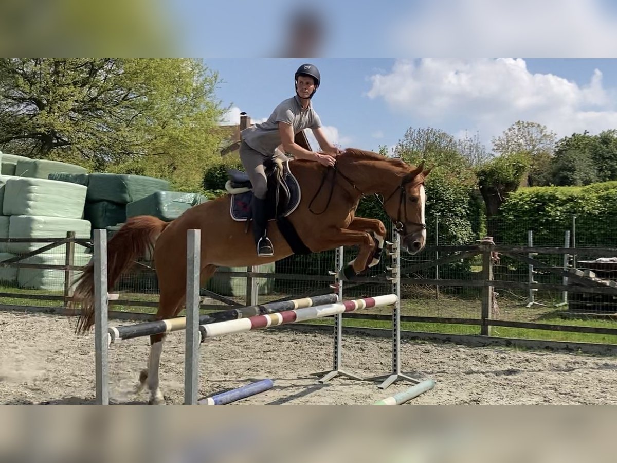 sangre caliente belga Caballo castrado 5 años 177 cm Alazán in Oosterzele