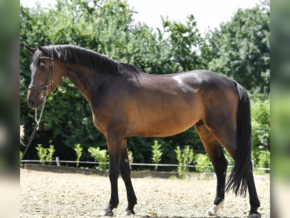 sangre caliente belga Caballo castrado 6 años 165 cm Castaño oscuro in Pulheim Foto