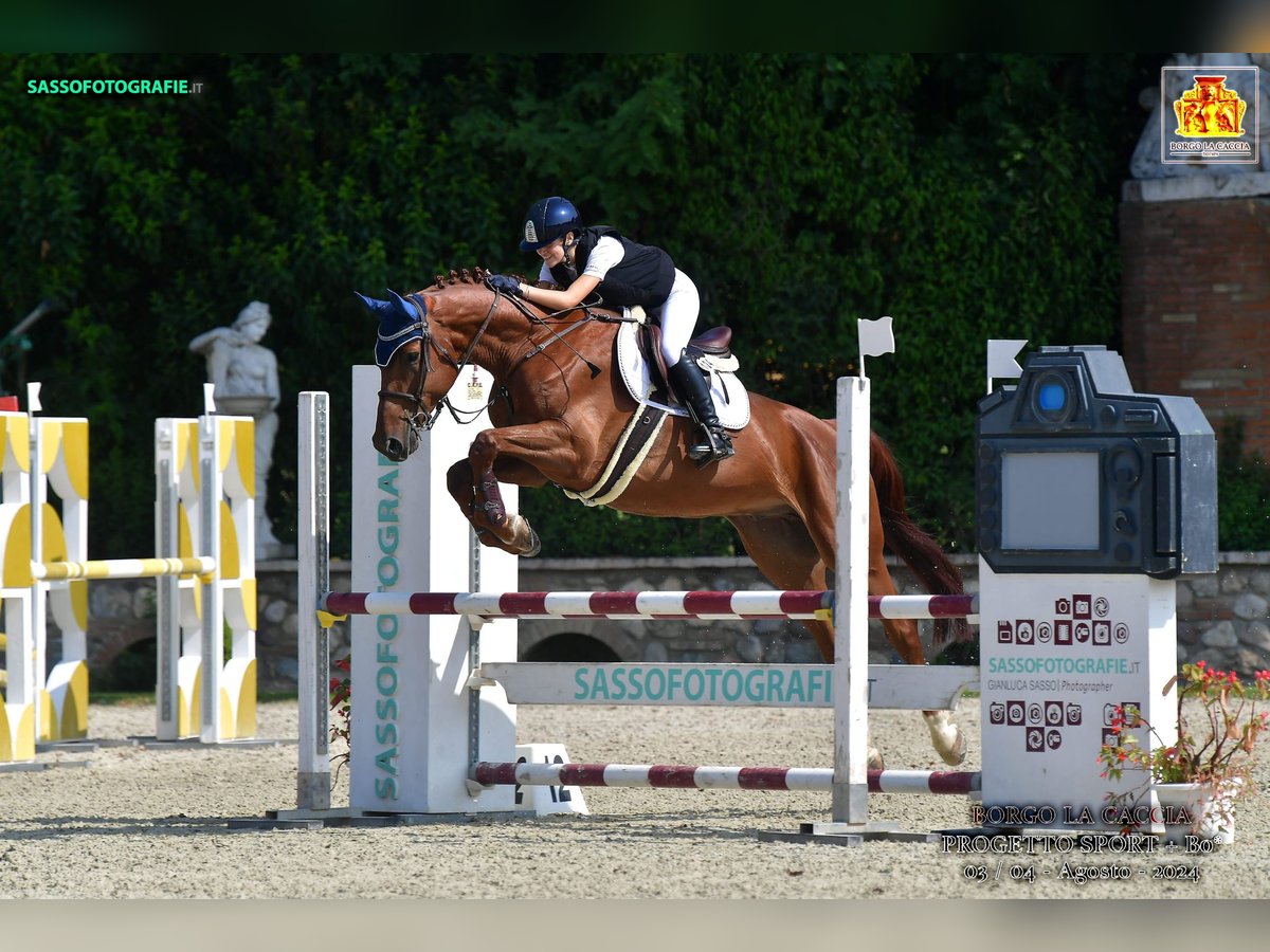 sangre caliente belga Caballo castrado 6 años 173 cm Castaño in Samarate