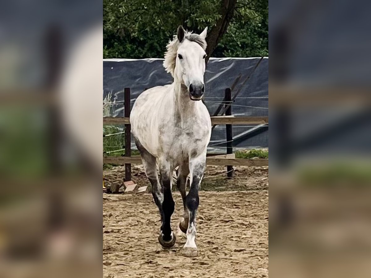 sangre caliente belga Caballo castrado 7 años 172 cm Tordo in &#x27;s-Gravenhage