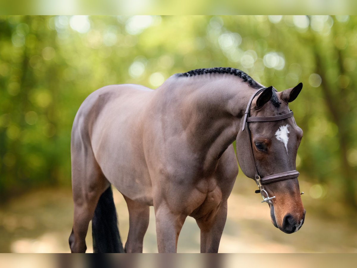 sangre caliente belga Caballo castrado 8 años 168 cm Castaño in Bocholt