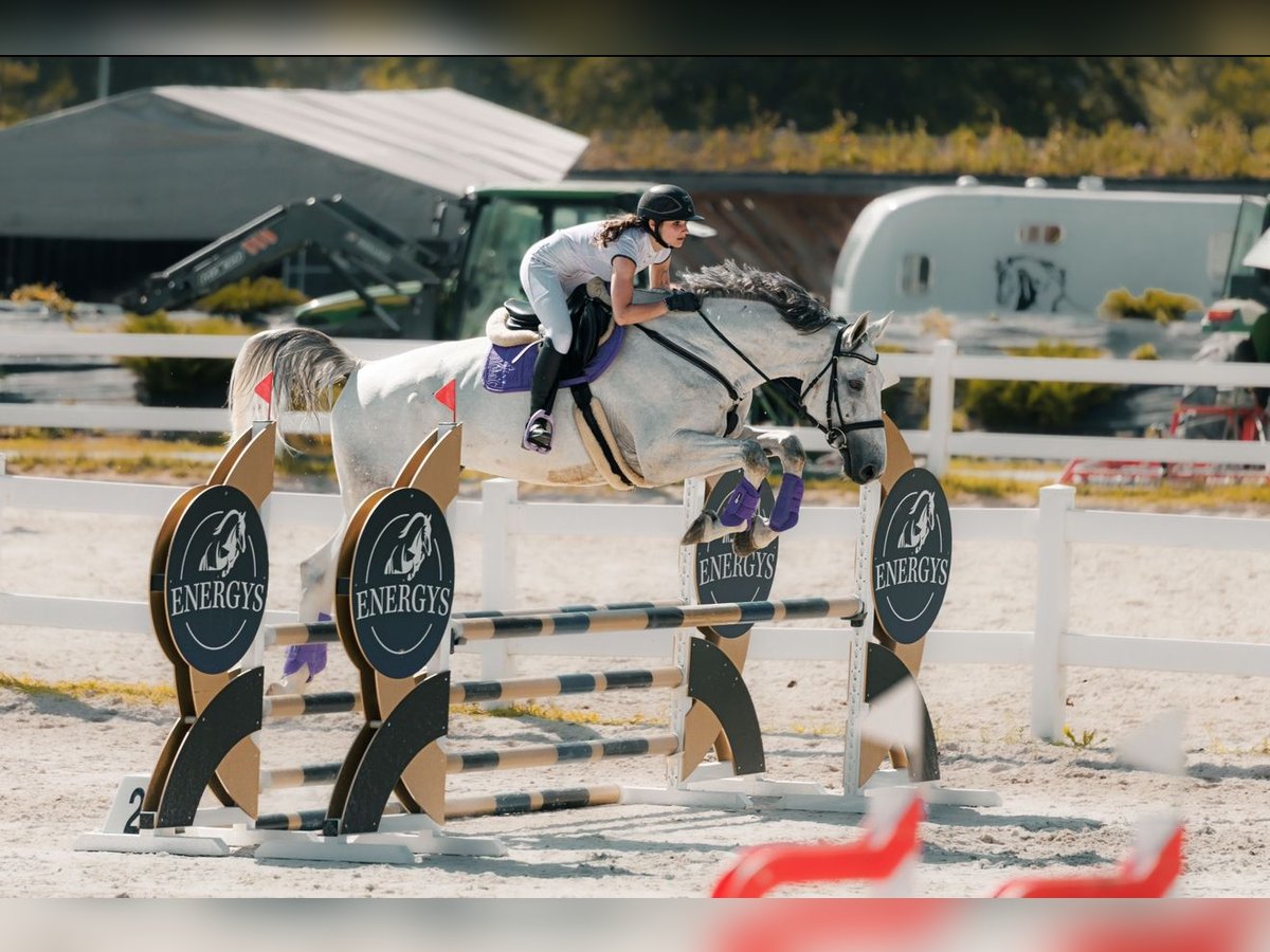 sangre caliente belga Caballo castrado 8 años 183 cm Tordo in K&#x119;bliny