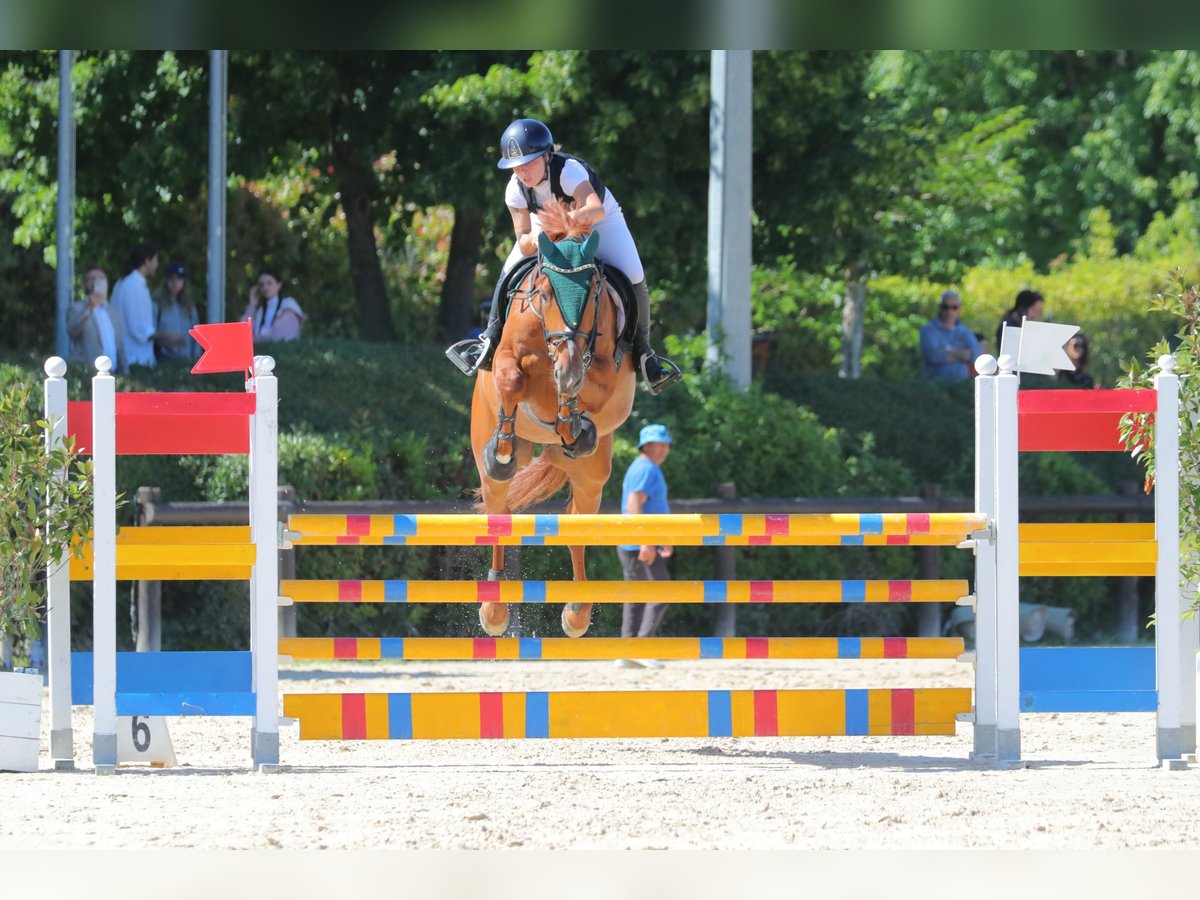 sangre caliente belga Caballo castrado 9 años 167 cm Alazán in Longastrino