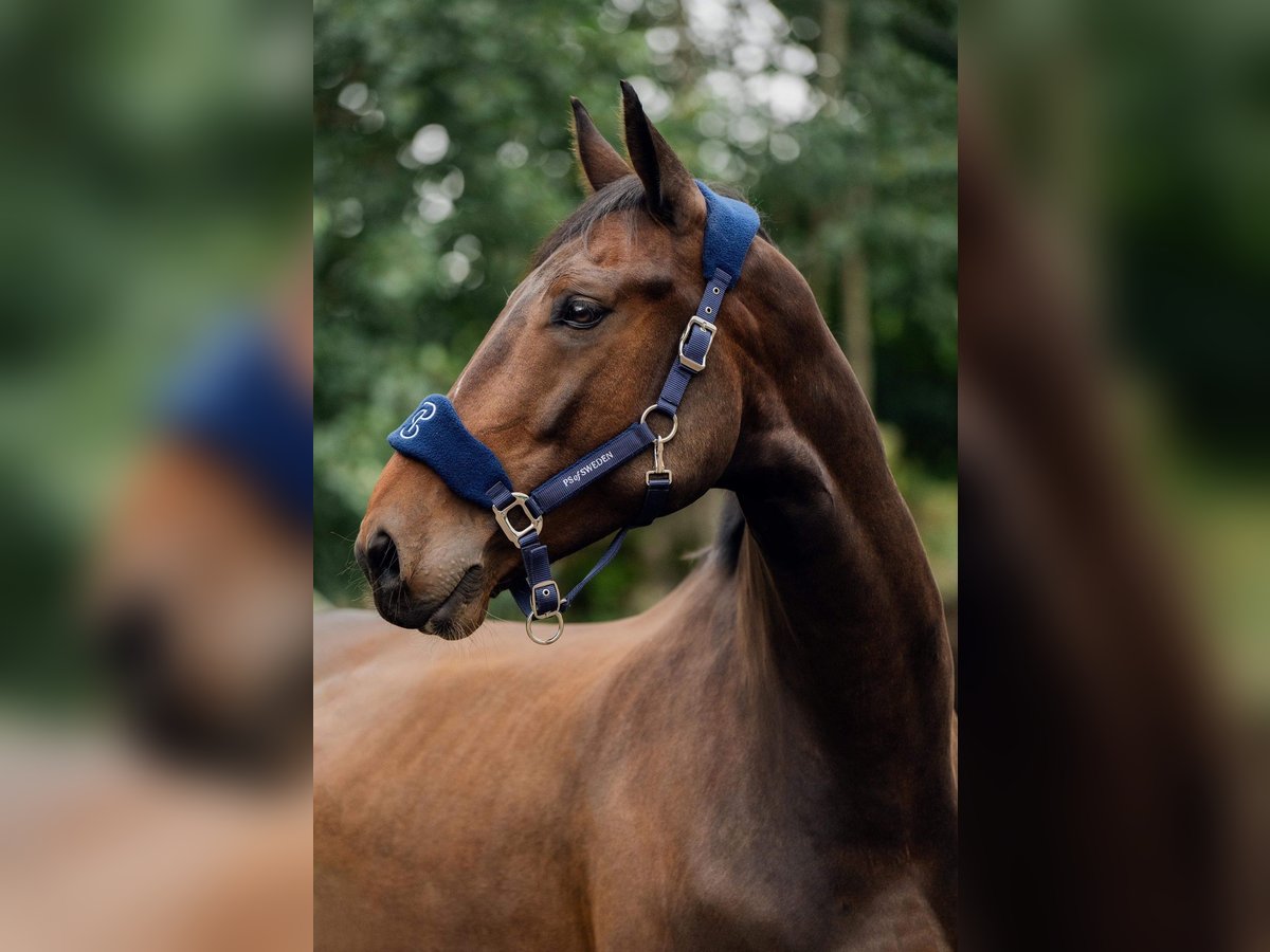 sangre caliente belga Caballo castrado 9 años Castaño in Haren