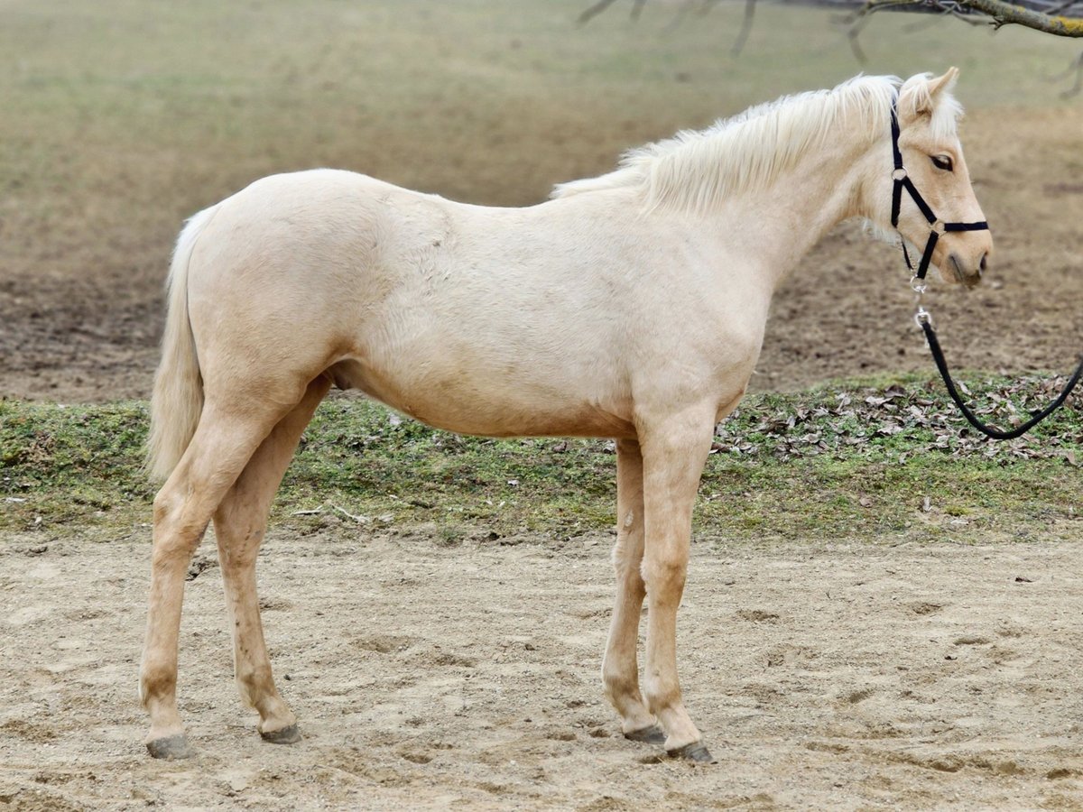 sangre caliente belga Semental 1 año 136 cm Palomino in VISZ