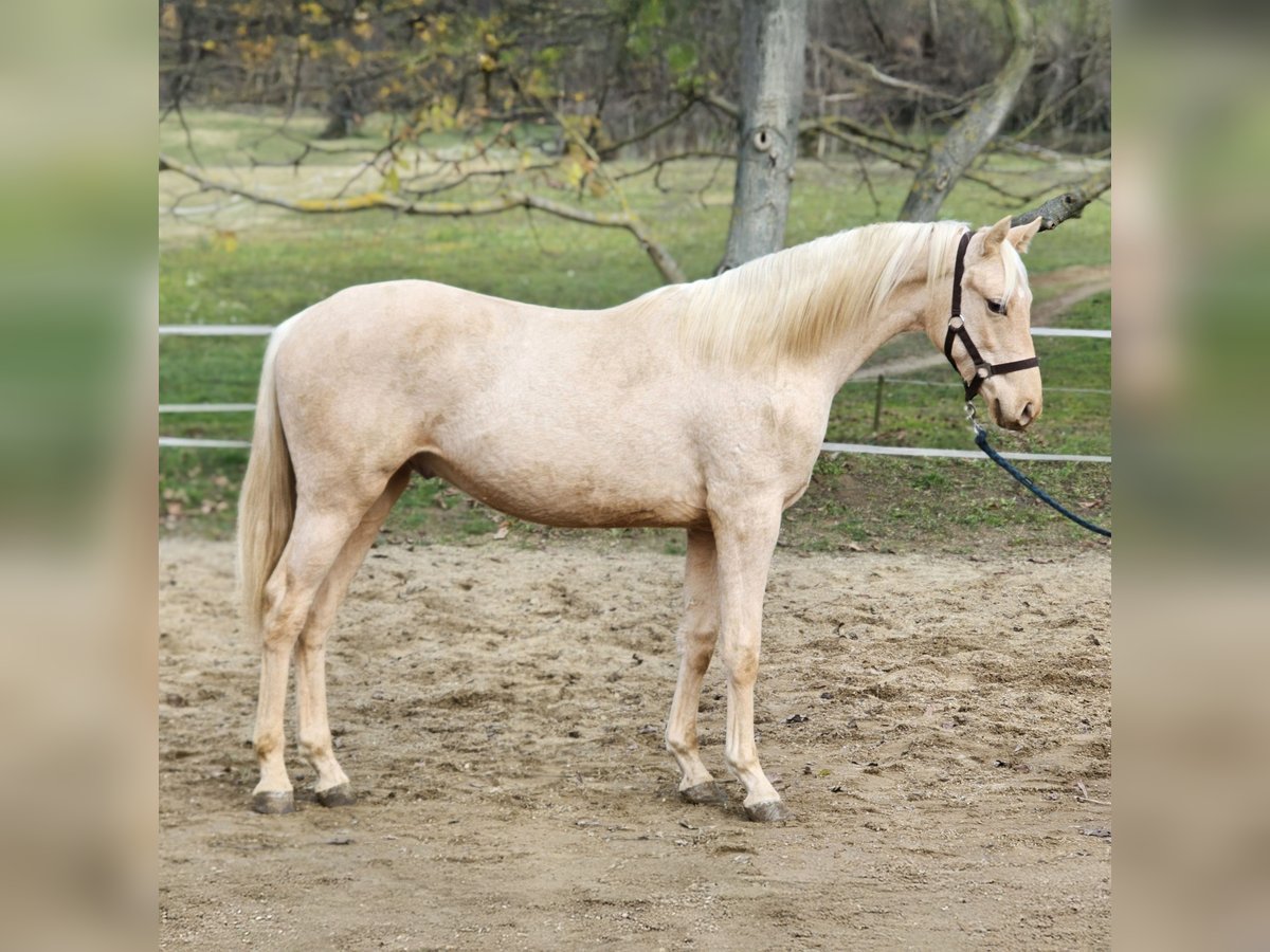 sangre caliente belga Semental 1 año 147 cm Palomino in VISZ