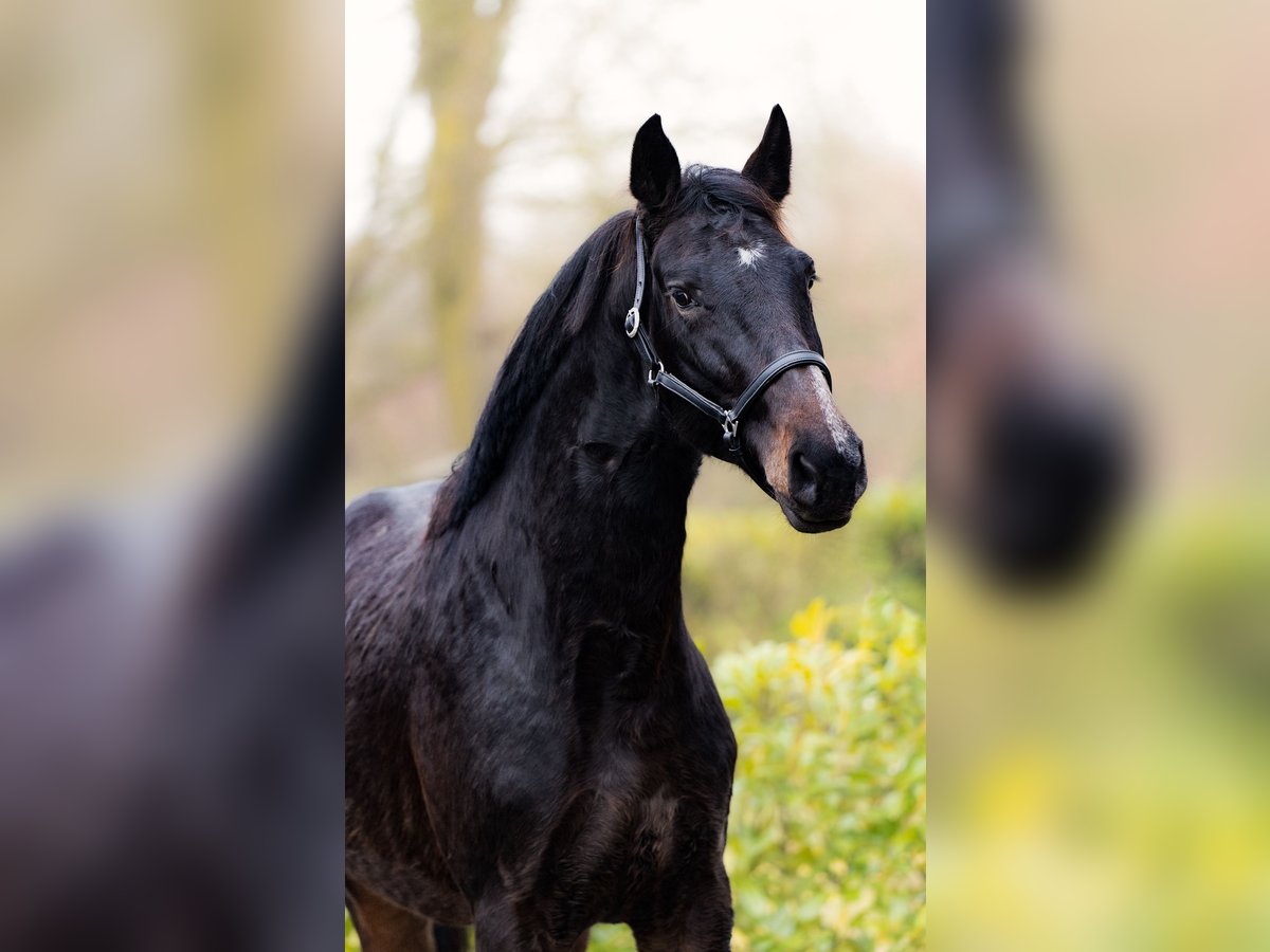 sangre caliente belga Semental 2 años 163 cm Castaño oscuro in Schüttorf