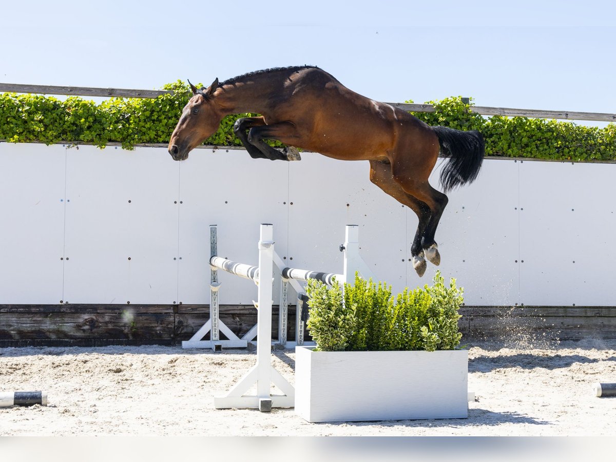 sangre caliente belga Semental 2 años 164 cm in Waddinxveen