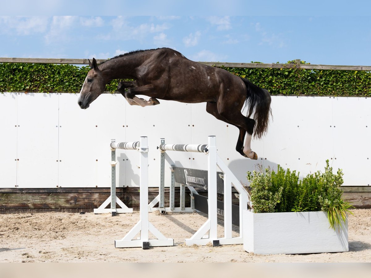 sangre caliente belga Semental 3 años 170 cm Tordo in Waddinxveen