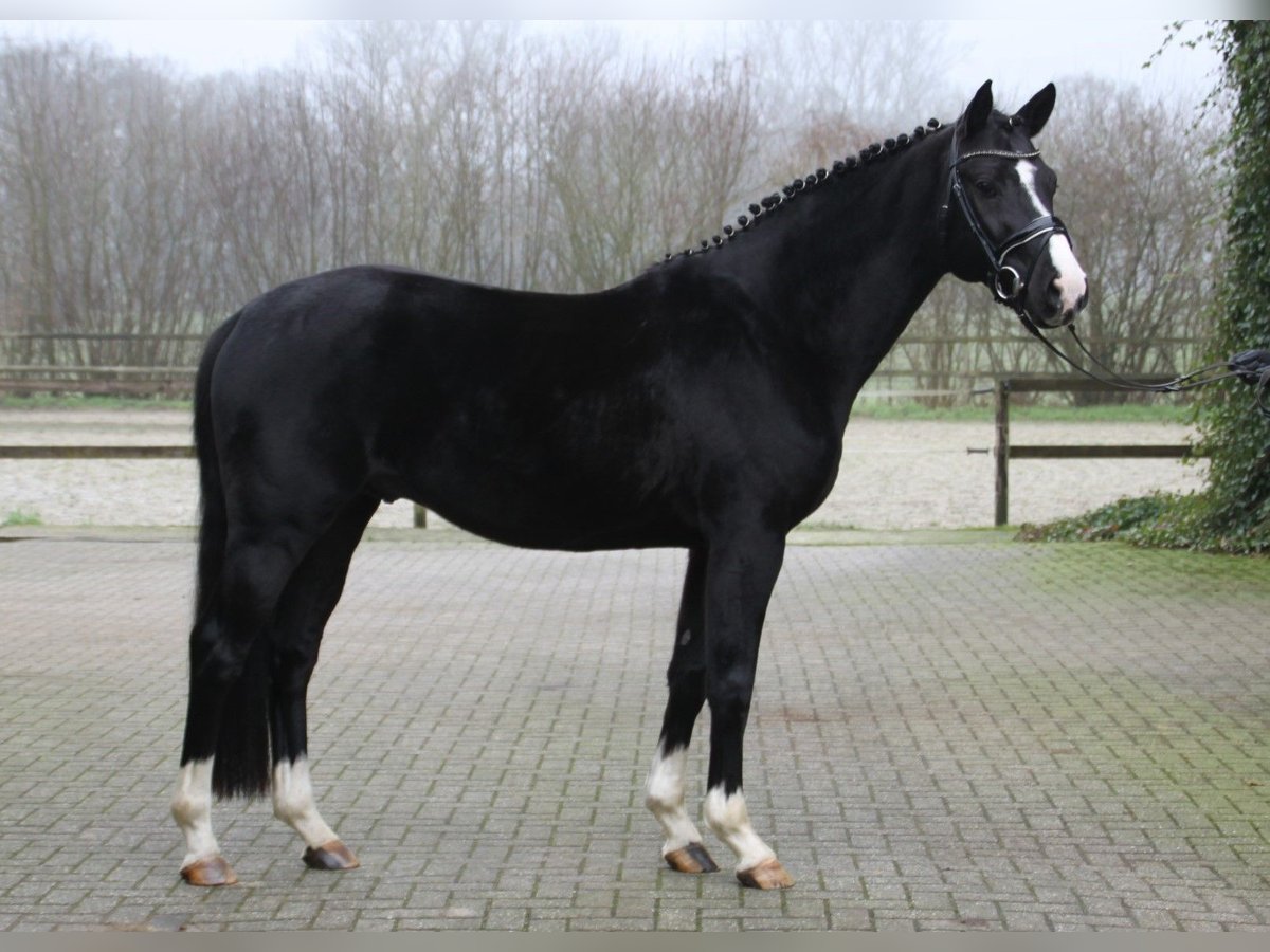 sangre caliente belga Semental 5 años 166 cm Negro in Gronau (Westfalen)