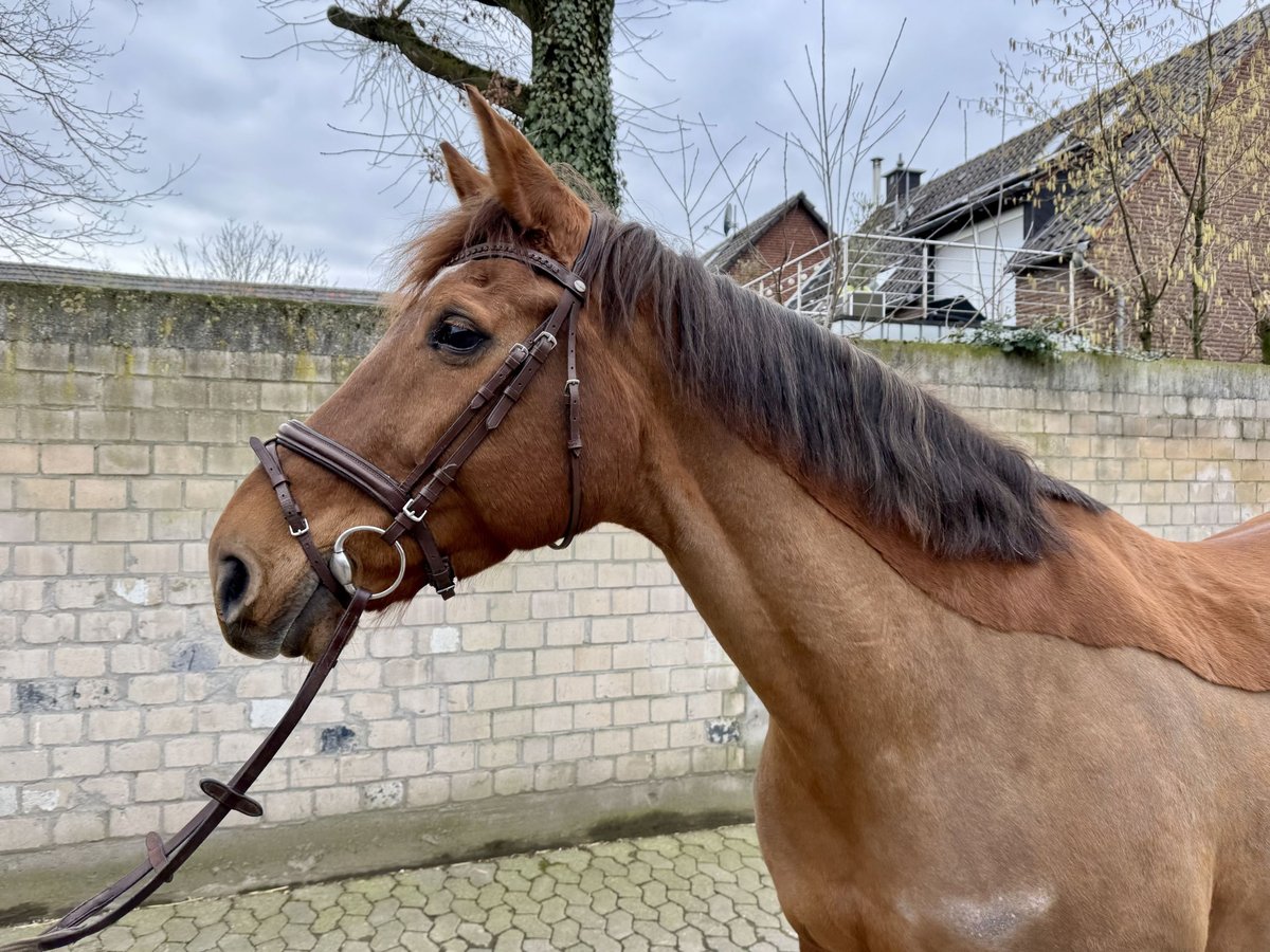 sangre caliente belga Yegua 10 años 172 cm Alazán in Grevenbroich